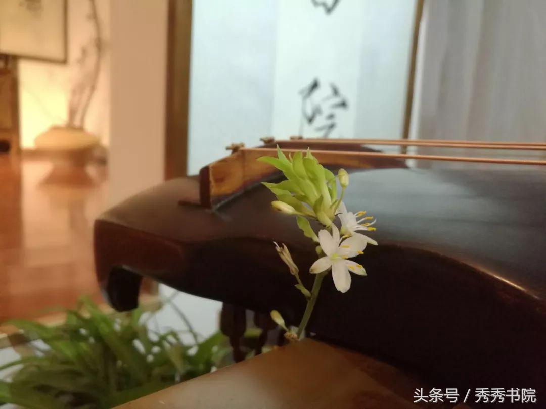 茶道养生课视频教程,茶道养生全集视频