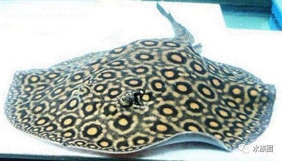 魟鱼养殖技术视频大全,魟鱼饲养入门