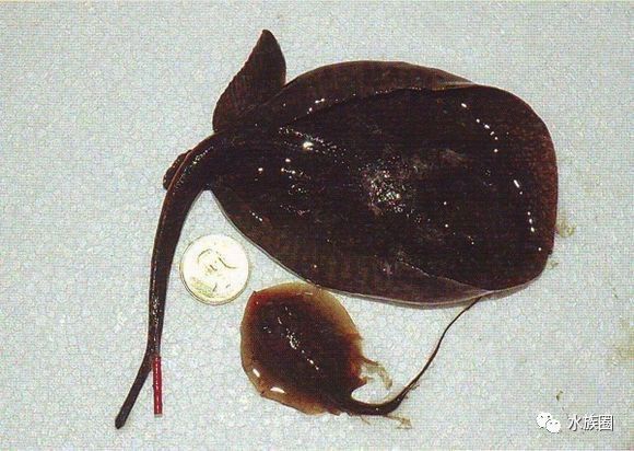 魟鱼养殖技术视频大全,魟鱼饲养入门