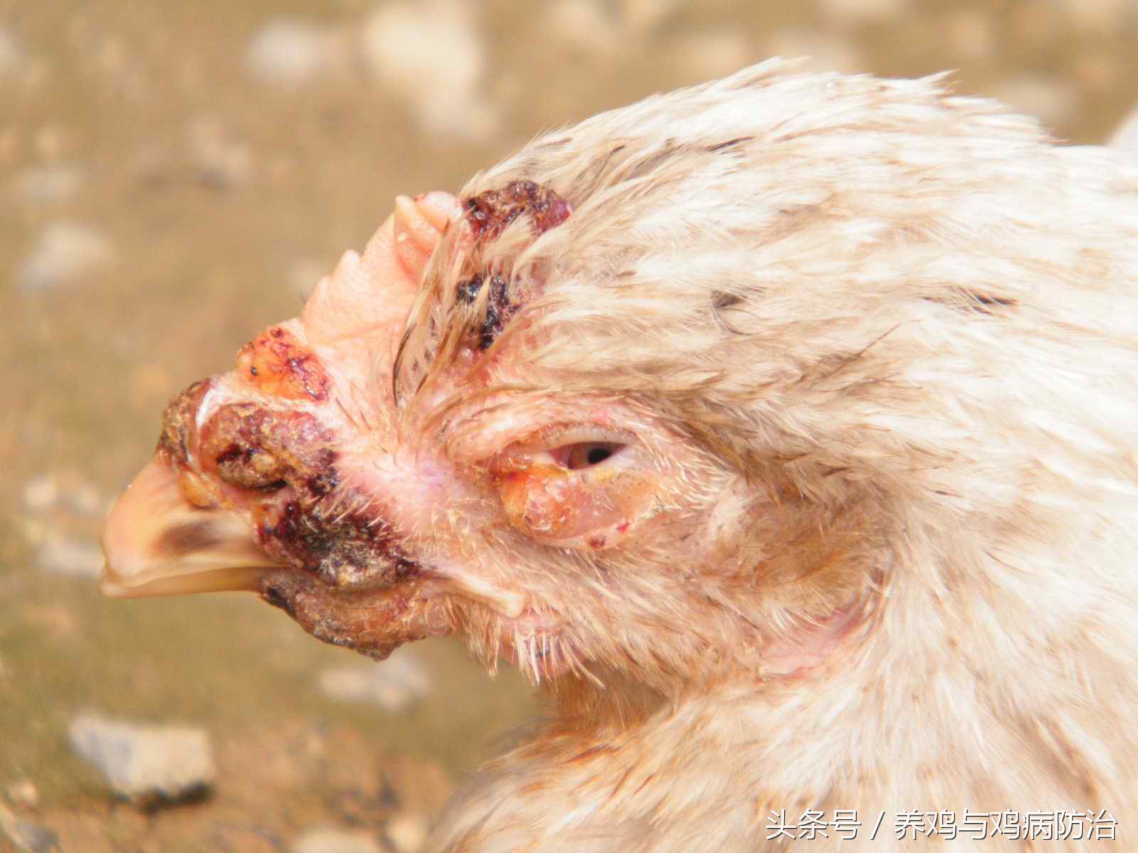 养鸡常见病顺口溜,高温高湿天养鸡常见病