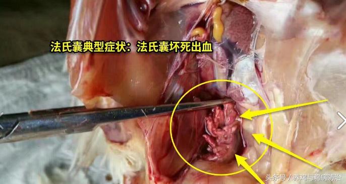 养鸡常见病顺口溜,高温高湿天养鸡常见病