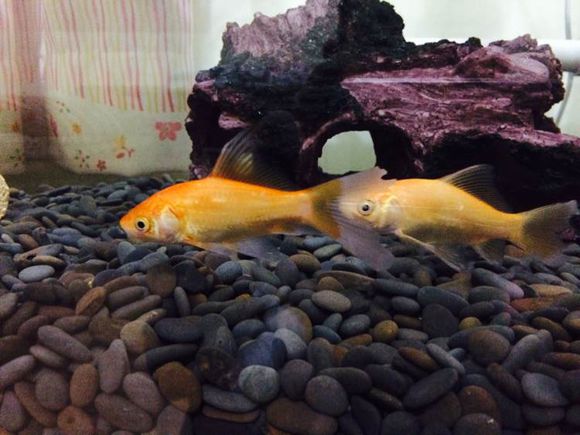 垃圾桶改装鱼缸过滤,垃圾桶改装龟箱过滤