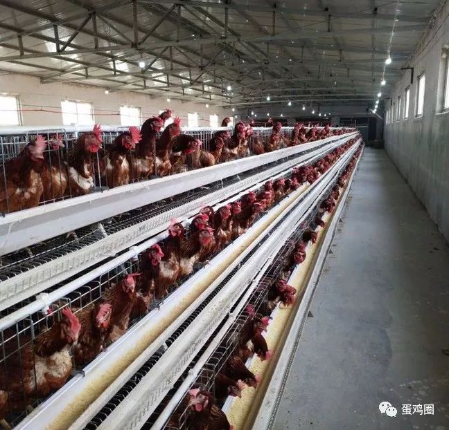 怎样搭建鸡舍方便又卫生,怎样建室内鸡舍图片