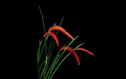 咏兰诗词十首,咏兰五绝诗词