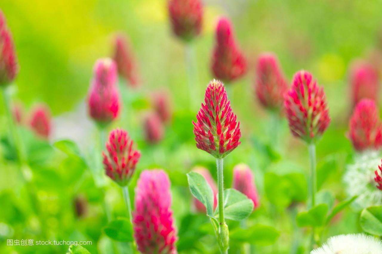 娃儿子不着家娘亲学了种三叶草攻略