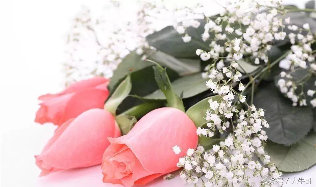 8朵玫瑰花代表什么花语和含义,七种玫瑰花的含义代表什么