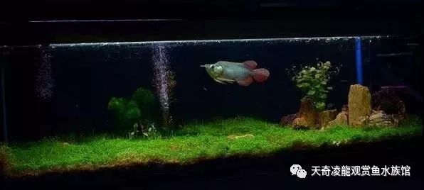 草缸龙鱼,龙鱼裸缸好还是草缸好