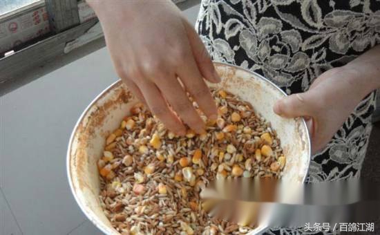 幼鸽鸽粮最佳配方大全,如何制作小鸽子喂鸽粮的东西