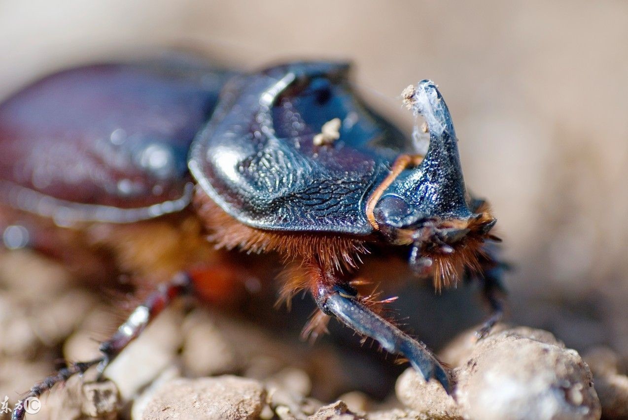 爬宠合集,爬宠大作战视频