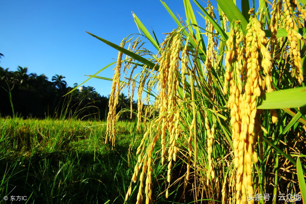 氯虫苯溴氰能治水稻什么病,氯溴异氰尿酸治水稻根腐病