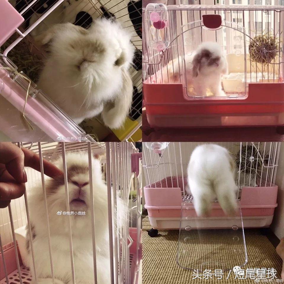 兔笼子哪一款最好,兔兔适合什么兔笼