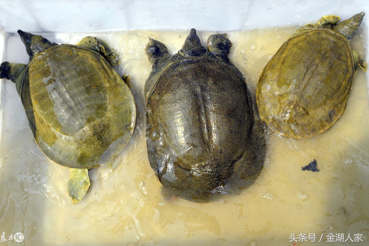 甲鱼怎么养殖才能生长得更好,外塘生态甲鱼养殖的方法和技巧