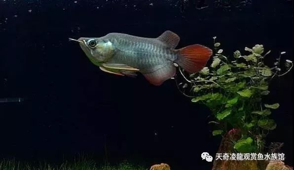 龙鱼和草缸怎么玩？用手玩！