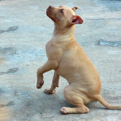 带你了解比特币原始人,带你了解真正的比特犬