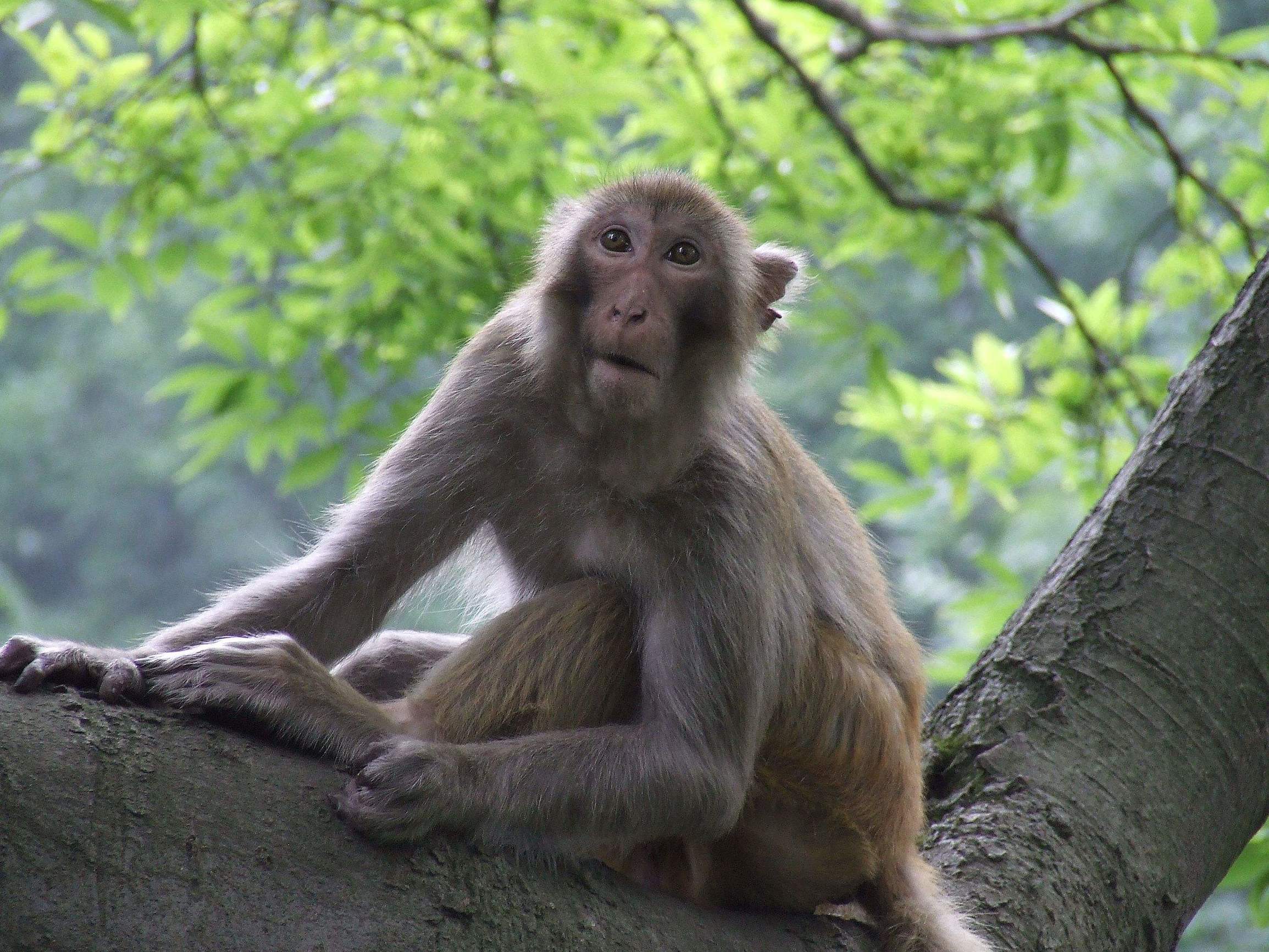 属猴羊的人2024年的运势及运程,生肖猴马羊蛇下个月运势解析
