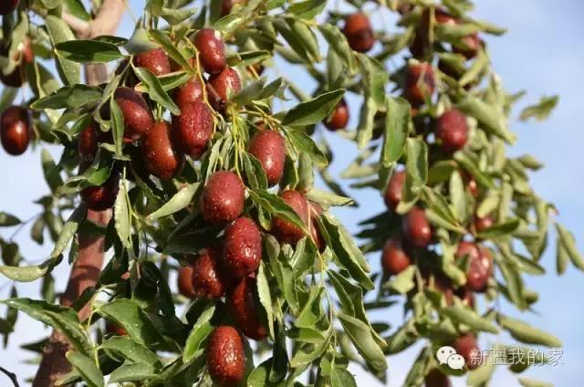 面积是全国最大县，农民收入直逼上海，说的就是*疆新**这个县