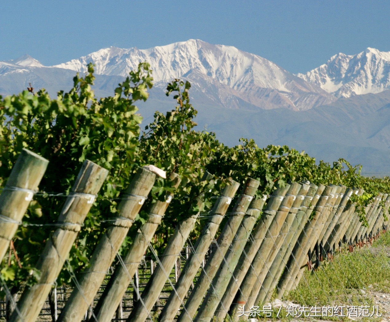 红酒france是什么意思,红酒酒标上的aoc是什么