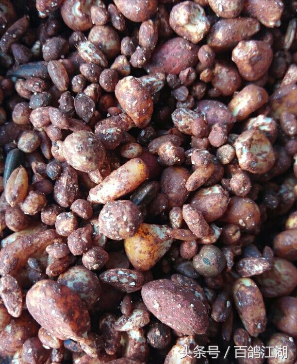 幼鸽鸽粮最佳配方大全,如何制作小鸽子喂鸽粮的东西