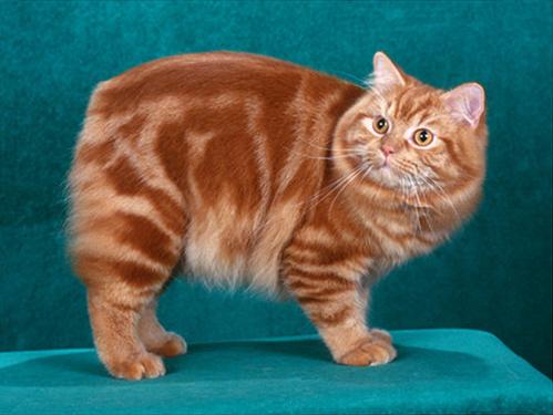 喵星人的3种类型,喵星人类型对照表