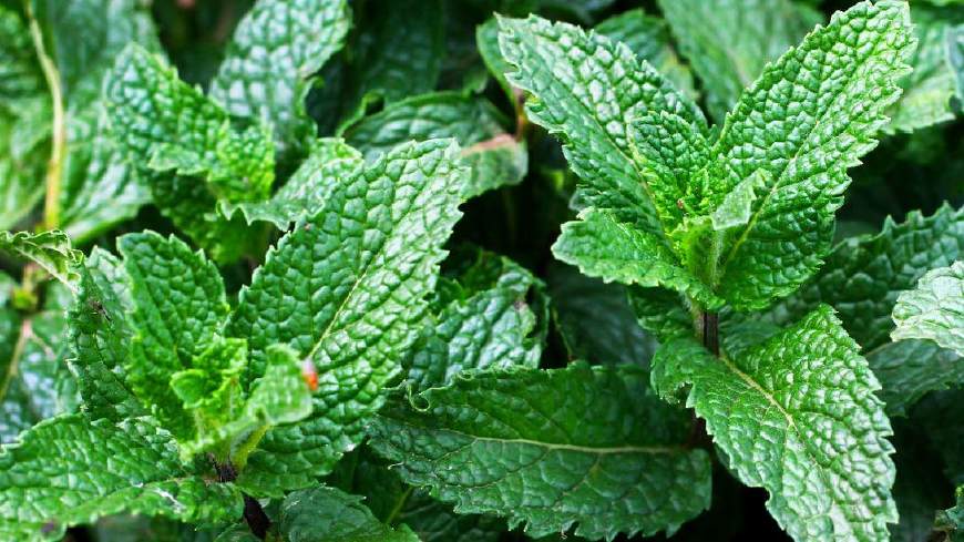 奇门遁甲测钓鱼有没有收获,奇门遁甲钓鱼办法