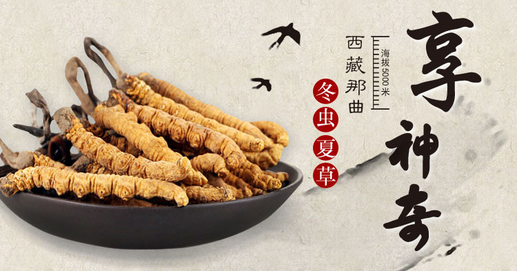 冬虫夏草功效什么中药可以代替,秋冬进补冬虫夏草