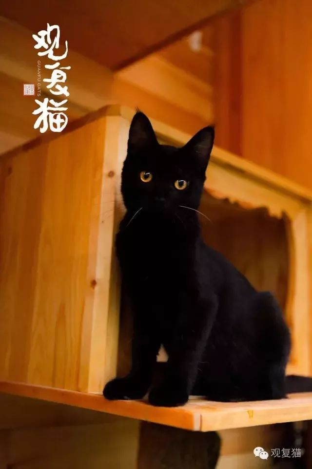 喵星人的江湖完整版,猫的江湖地位