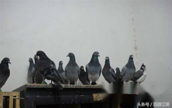 幼鸽鸽粮最佳配方大全,如何制作小鸽子喂鸽粮的东西