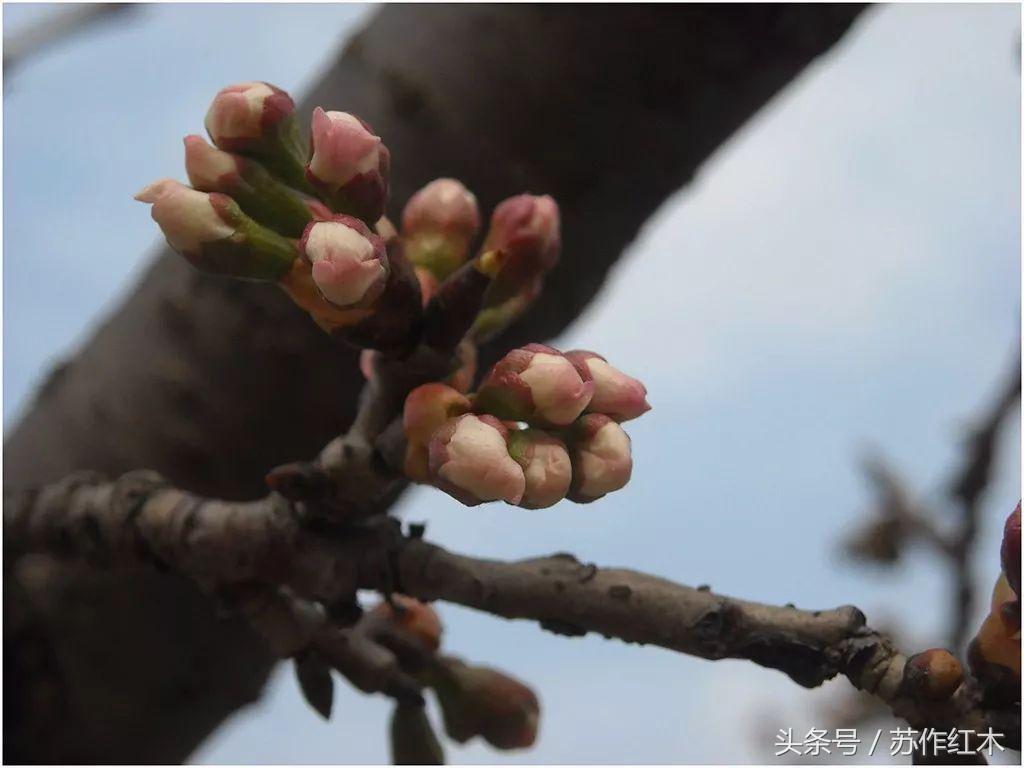 立春又是一年春归时,一年之计在于春立春