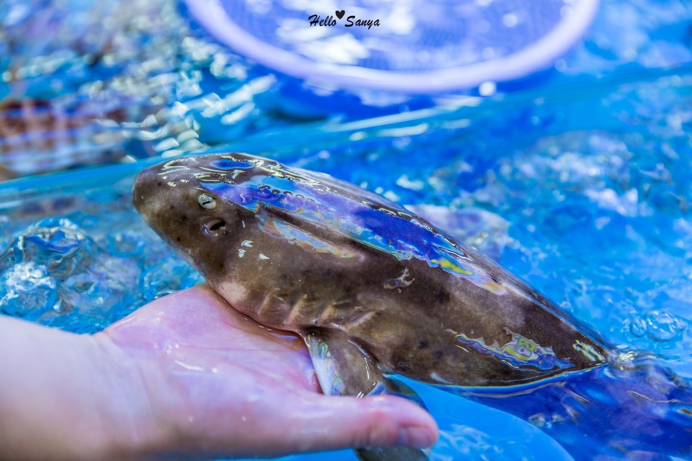 吃货们的福利，春节来三亚，墙裂推荐的特色美食全攻略