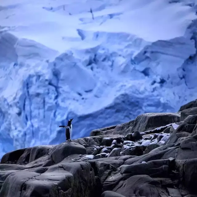 南极旅游要花多少钱,去南极旅游和探险