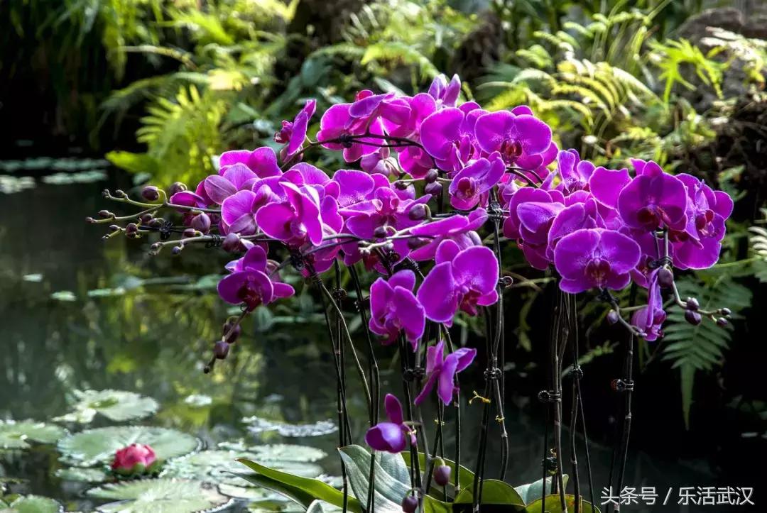 武汉春节新玩法,有一种过年叫宅在家里