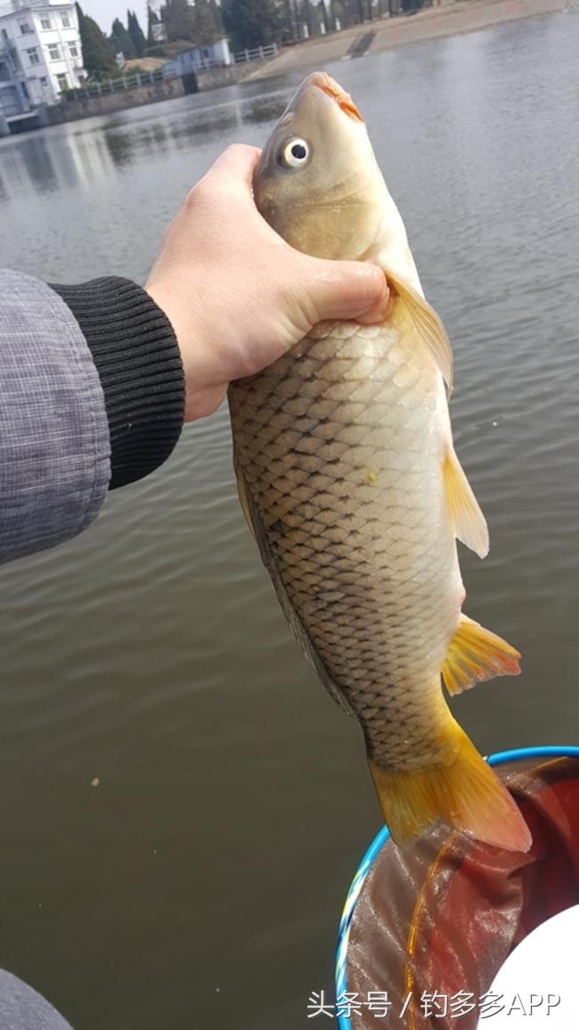 台钓竿双钩,台钓双钩沉底