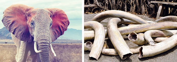 人工制造的犀角和象牙能否成为保护犀牛大象的新希望？
