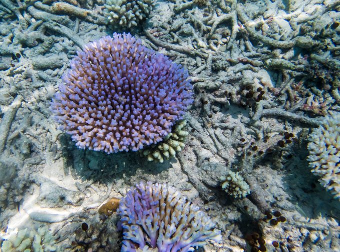 马尔代夫蓝色美人蕉旅游攻略,马尔代夫蓝色美人蕉岛攻略