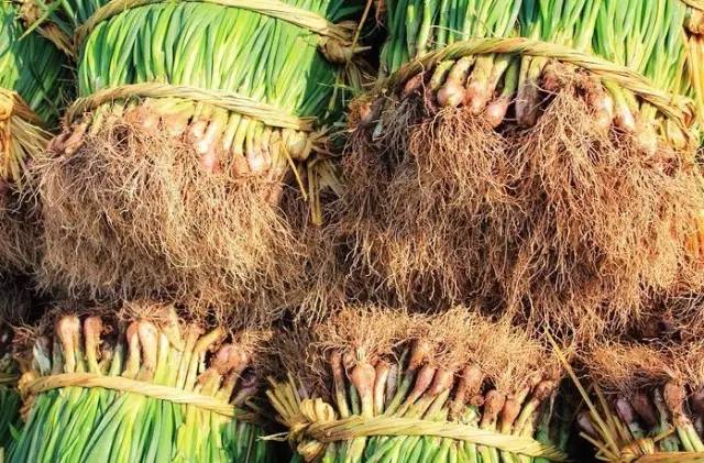 正宗清远连州水晶梨,广东清远连州的水晶梨