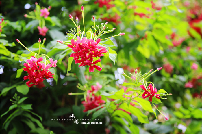 周末越南团进入东兴旅游,节假日去越南旅游怎么样