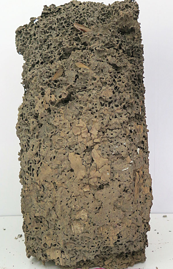 专业的防治白蚁专家,专业防治白蚁用什么药