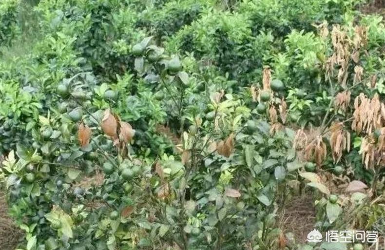 柑橘幼树烧根了怎么办,柑橘树施肥了烧根了多久出现症状