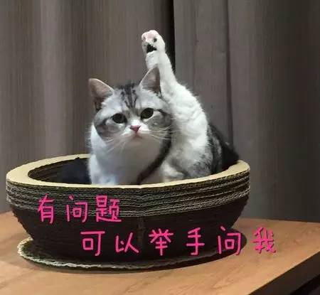 如小果专访：菲比和她家的肉丝！