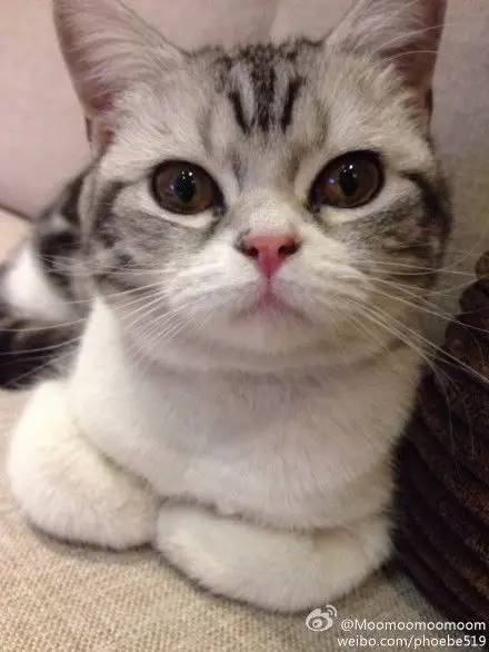 如小果专访：菲比和她家的肉丝！