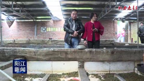 水蛭菲牛蛭生态养殖,水蛭养殖技术创新