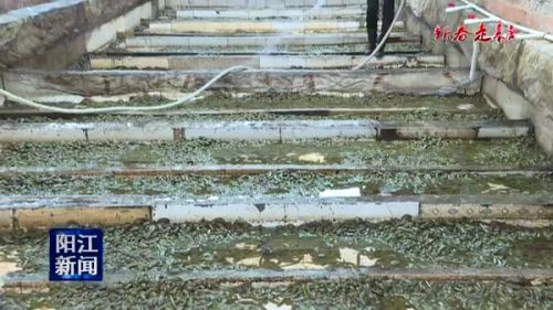 水蛭菲牛蛭生态养殖,水蛭养殖技术创新