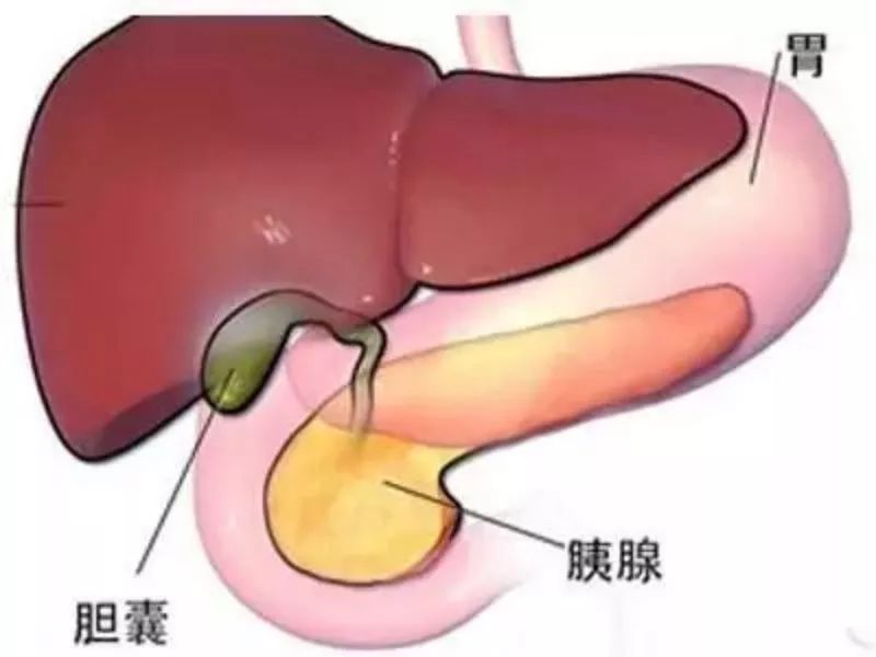 一招判断是胃疼还是胆囊炎,怎样快速缓解胆囊引起的胃疼
