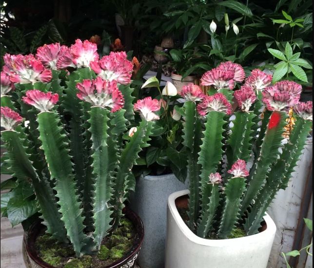 贵阳批发市场攻略,贵阳最便宜的批发市场在哪里