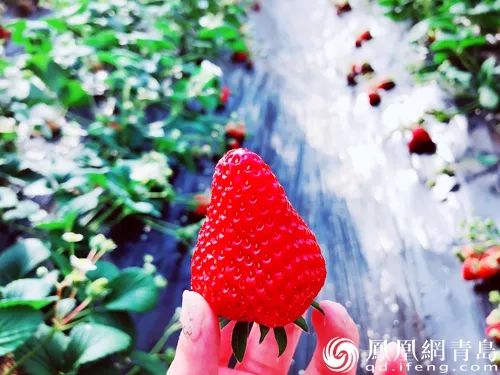 青岛春节香港旅游攻略,青岛春节自驾旅游攻略