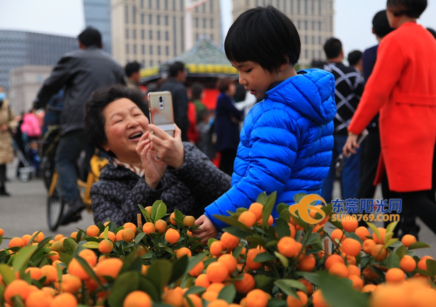 武汉迎春花市新品种,一年一度的迎春花市即将闪亮登场