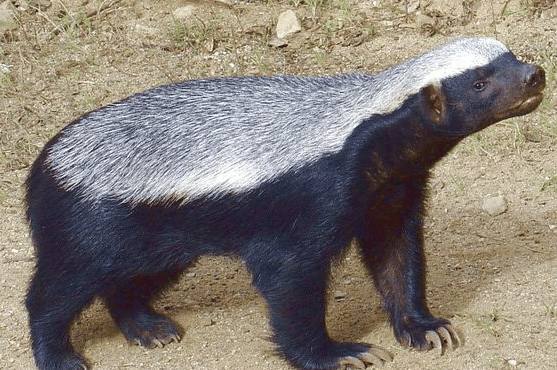 平头哥蜜獾最怕什么,平头哥蜜獾最怕什么动物