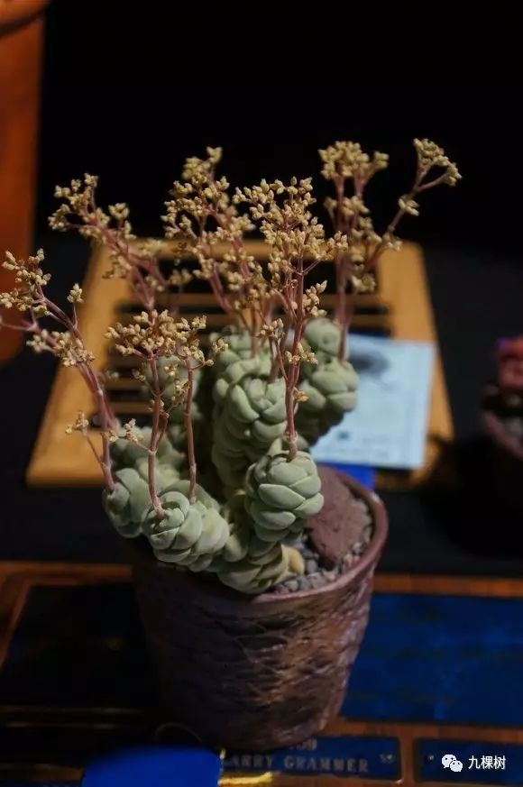 多肉万象最贵的品种,玉露多肉最贵多少钱一棵