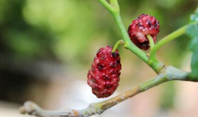 12星座喜欢什么玫瑰水果,专属12星座的水果是什么