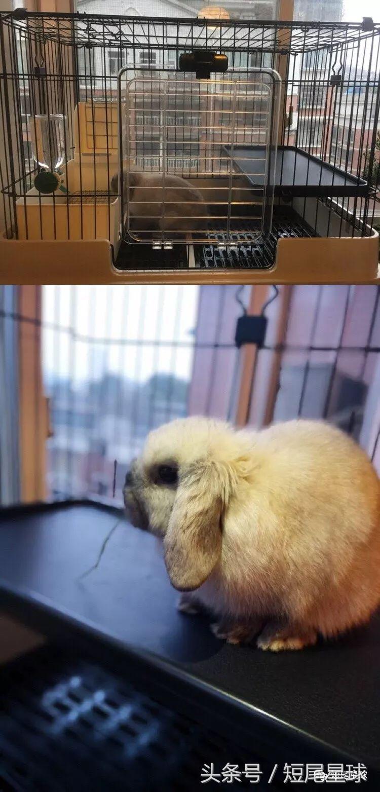 兔兔需要买多大的兔笼,兔兔的专用兔笼